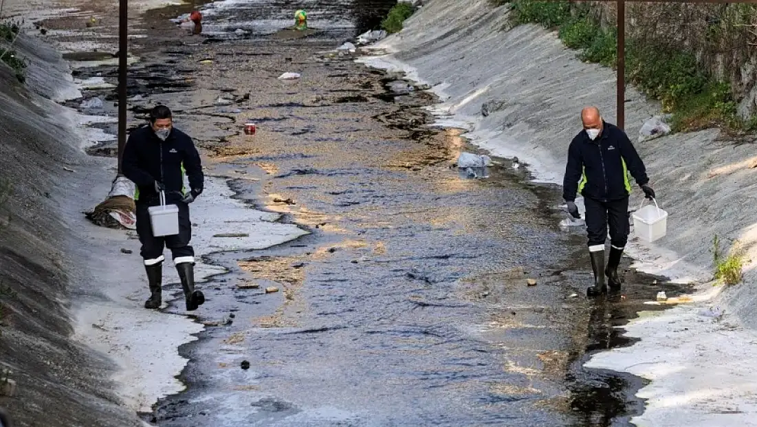 İzmir’de sinek alarmı: Zararsız türler! İlaçlama sürüyor