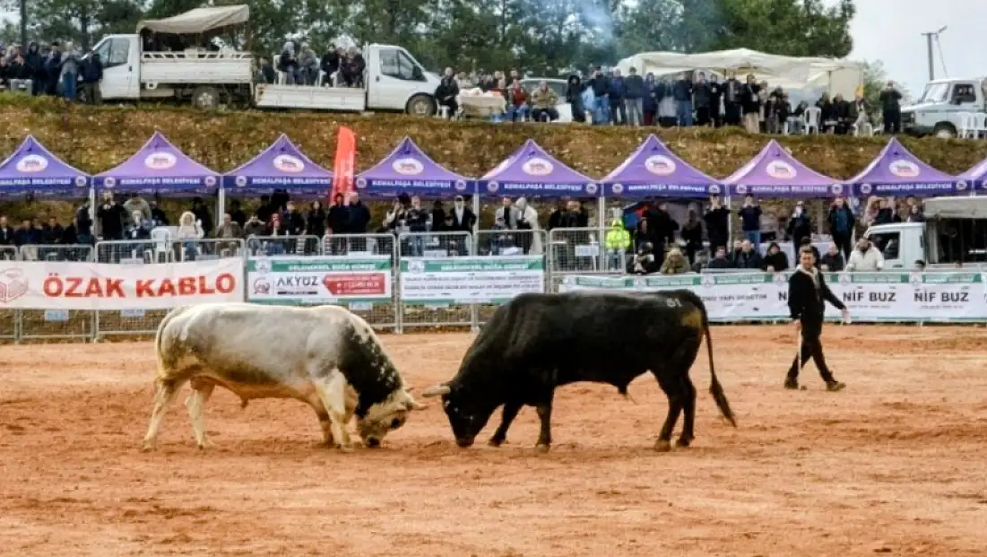 Yağmura karşın 20 bin kişi katıldı: Akalan’da boğa güreşleri festivali coşkusu