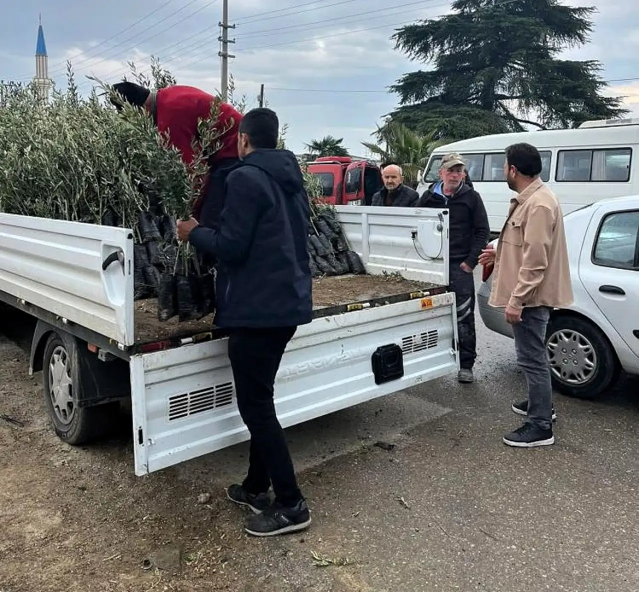 Bayındır Ziraat Odası'ndan çiftçilere zeytin fidanı dağıtımı