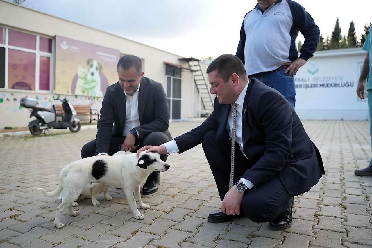 Torbalı'da can dostlar için çalışmalar hız kazandı