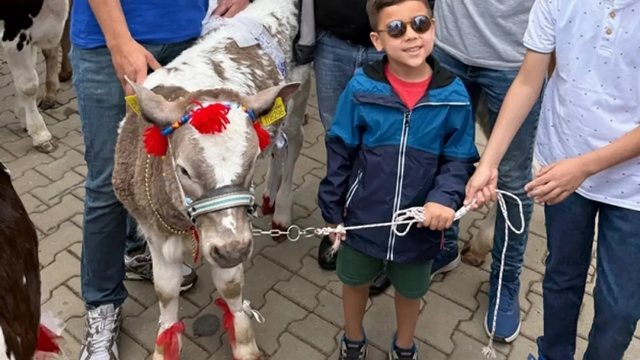 En güzel buzağı seçildi