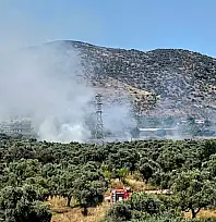 Bayındır'da zeytinlik yangını