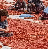 Büyükşehir Torbalı'da kuru domates işçilerini yalnız bırakmadı