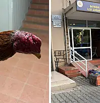 Çiftlikte horoz dövüşü düzenleyenlere suçüstü