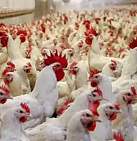 Tavuk ihracatına geçici yasak
