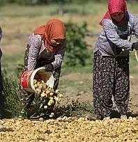 Tire'de incir işçisinin 2026 ücret tarifesi belli oldu