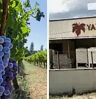 Tire kökenli marka Yazgan Şarapçılık'ın bağları icradan satışta
