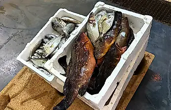 Buca Balık Hali'nde denetim: 45 kilogram su ürününe el konuldu