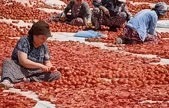 Büyükşehir Torbalı'da kuru domates işçilerini yalnız bırakmadı