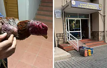 Çiftlikte horoz dövüşü düzenleyenlere suçüstü