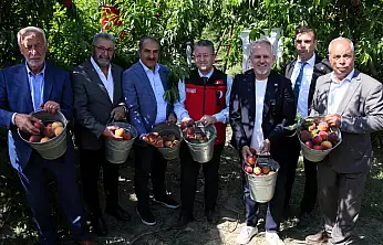 Selçuk'ta şeftali hasadı başladı: Hedef 250 milyon dolar