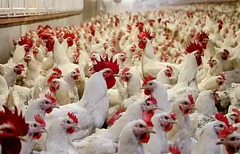 Tavuk ihracatına geçici yasak