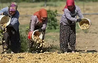 Tire'de incir işçisinin 2026 ücret tarifesi belli oldu
