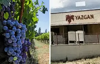 Tire kökenli marka Yazgan Şarapçılık'ın bağları icradan satışta