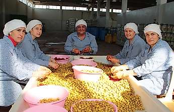 Yüksek rekolteye karşın zeytin ve zeytinyağı ihracatında zor sezon beklentisi