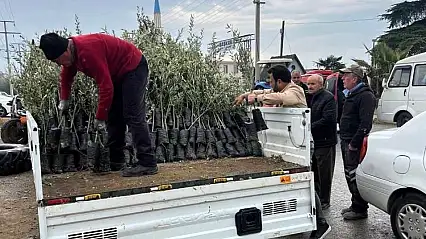 Bayındır Ziraat Odası'ndan çiftçilere zeytin fidanı dağıtımı