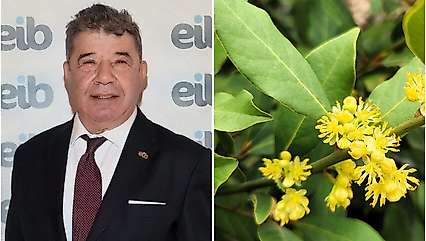 Defne yaprağında Çin'e ihracatın yolu açıldı