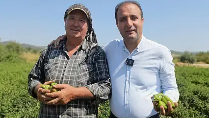 Torbalı'nın ilk coğrafi işaretli Arslanlar biberinde hasat başladı