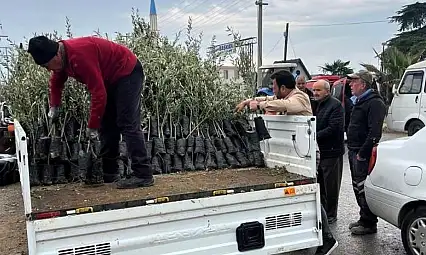 Bayındır Ziraat Odası'ndan çiftçilere zeytin fidanı dağıtımı