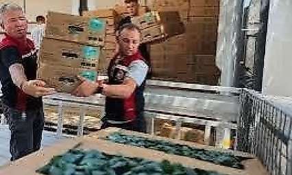 Kışlık fidelere denetim