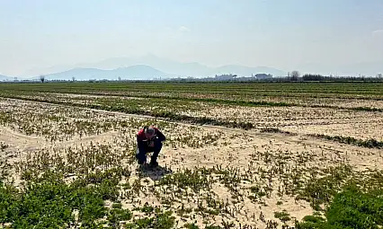 Sel suları tarımı vurdu: Torbalı'da hasar belirleme çalışmaları başladı