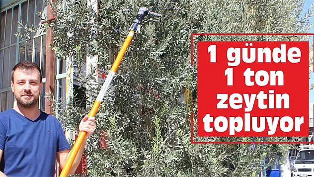 1 günde 1 ton zeytin topluyor
