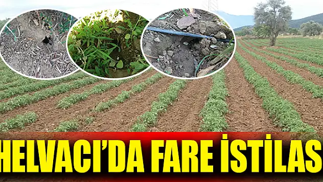 100 bin liralık maddi zarar meydana geldi