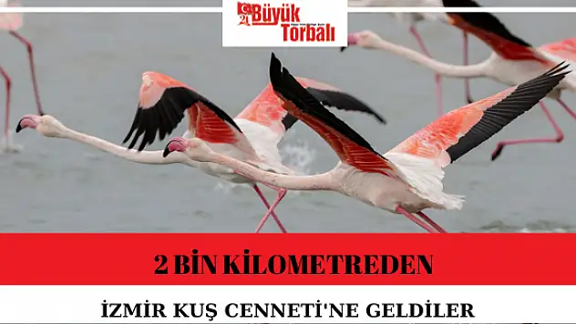 2 bin kilometreden İzmir Kuş Cenneti’ne geldiler