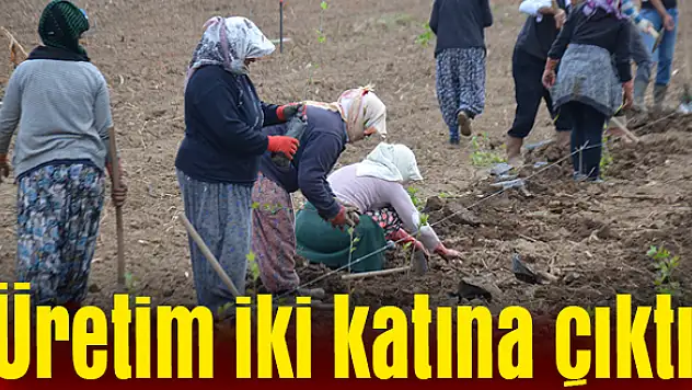 2019'da 10 milyon fidan üretimi yapıldı