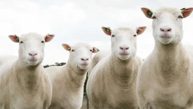 '300 koyun projesi' için başvurular başladı