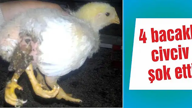 4 bacaklı civciv şok etti