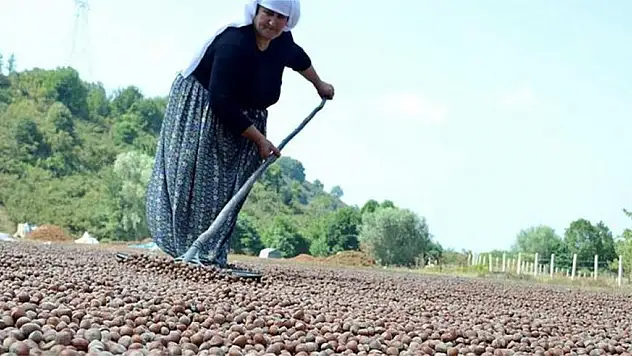 400 bin fındık üreticisine destek sinyali