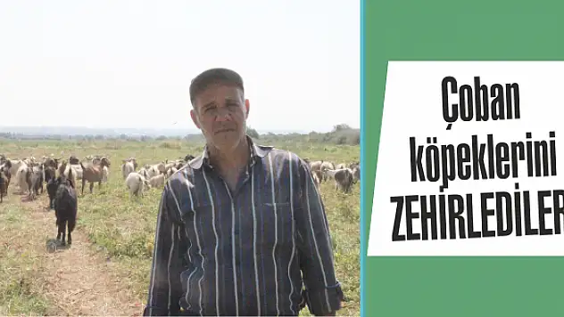 5 çoban köpeği zehirlendi