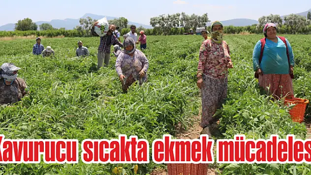 7'den 70'e işçiler ekmek parası için tarlada