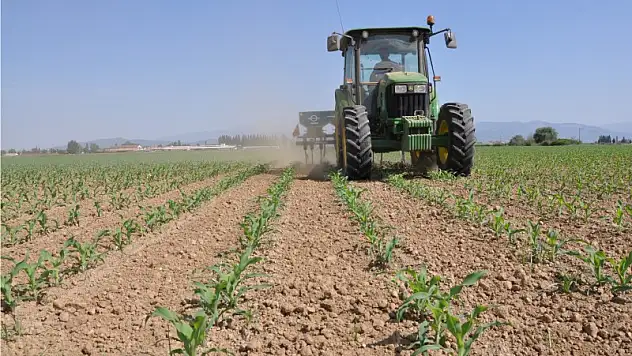 81 ton mısır yetiştireceğiz