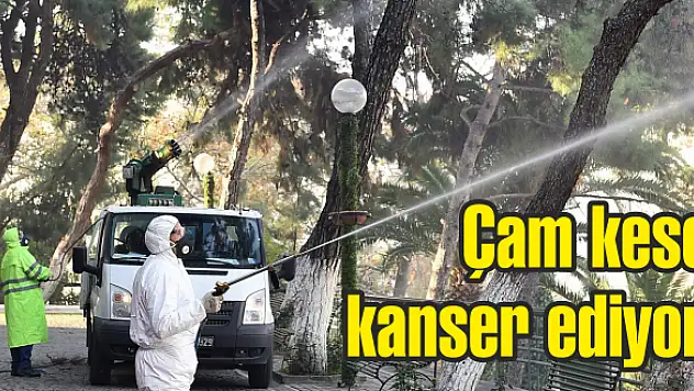 Ağaçları zayıflatıyor