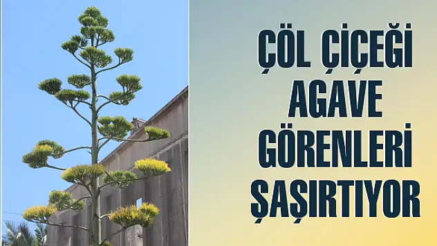 Agave kaktüsü ilk ve son kez çiçek açtı