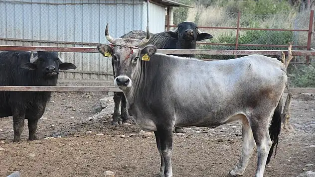 Ahbap'ın boğası İzmir’de