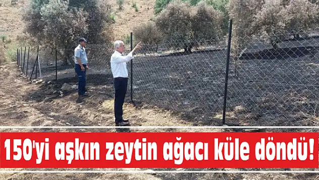 Anız yangını, zeytinliğe sıçradı!