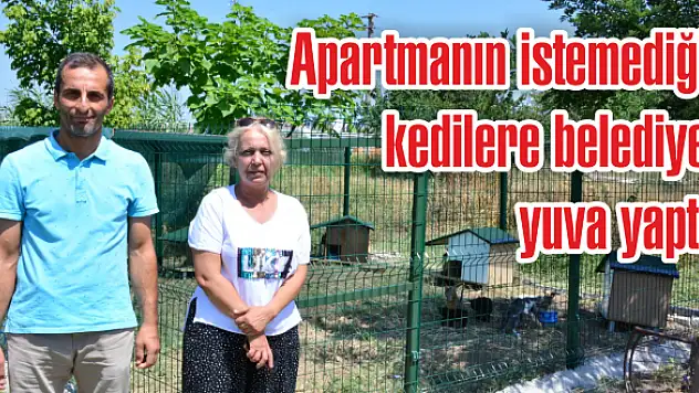 Apartmanın istemediği kedilere belediye yuva yaptı