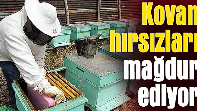 Arıcılara hırsız darbesi