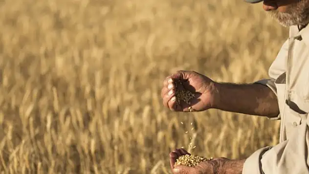 Ata tohumlarıyla ithalat bitirilecek