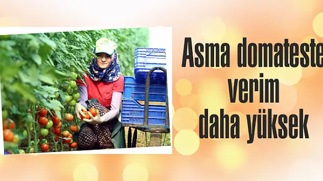 Bahçe ve seralar için afternatif fide