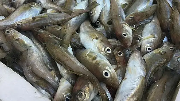 Balık fiyatı düştü tezgahlar şenlendi