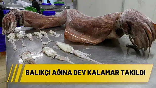 Balıkçı ağına dev kalamar takıldı