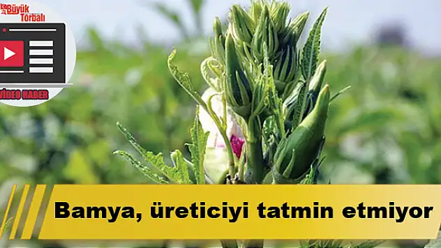 VİDEO HABER: Bamya, üreticiyi tatmin etmiyor