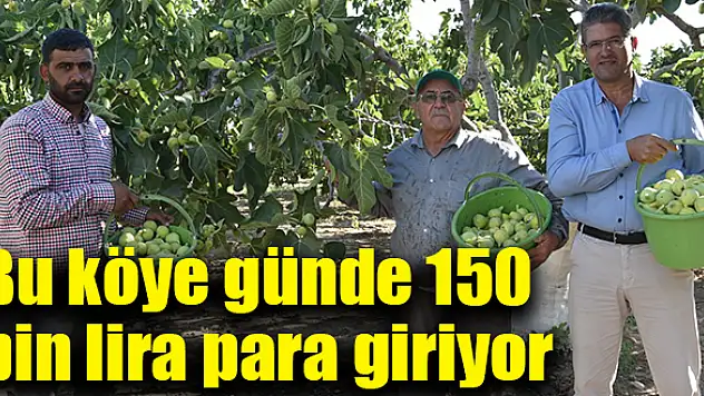 Bardacıkta hasat devam ediyor