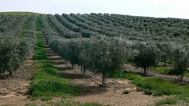 Bayındır'da milyonluk zeytin bahçeleri satışa çıkacak!