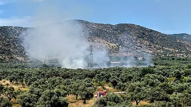 Bayındır'da zeytinlik yangını