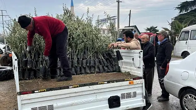 Bayındır Ziraat Odası'ndan çiftçilere zeytin fidanı dağıtımı